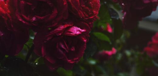 Florarie online Bucuresti cu buchete deosebite