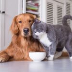 Ce rase de caini poti adopta daca ai deja o pisica