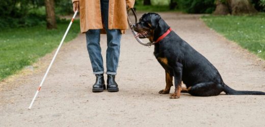 Revolutie medicala: Un microcip de 2 mm reda vederea orbilor