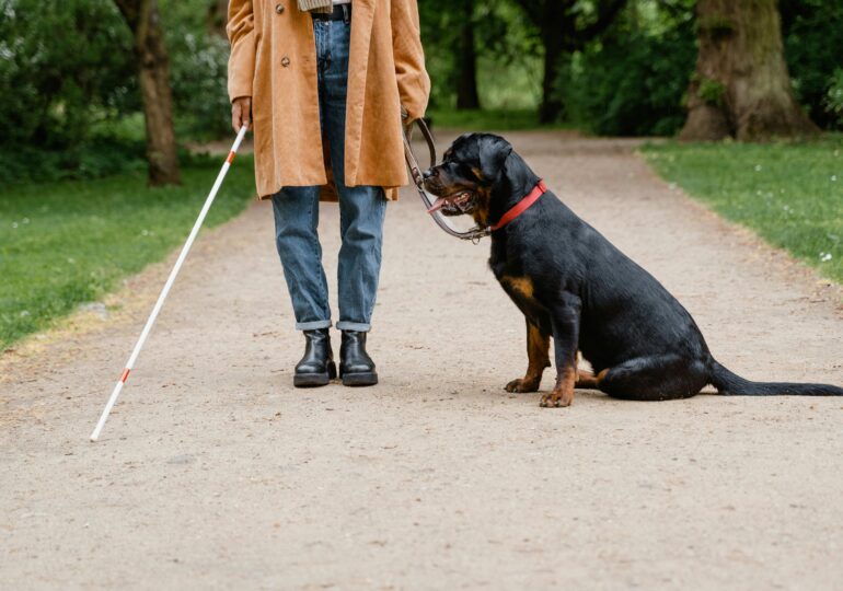 Revolutie medicala: Un microcip de 2 mm reda vederea orbilor