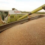 România are un an foarte bun la producția de grâu și porumb