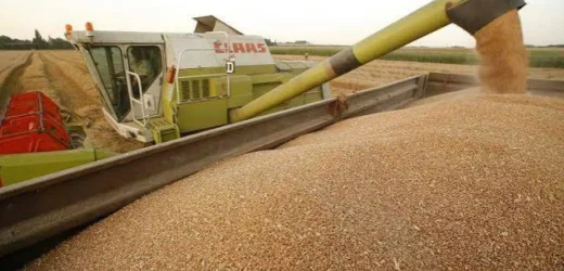 România are un an foarte bun la producția de grâu și porumb