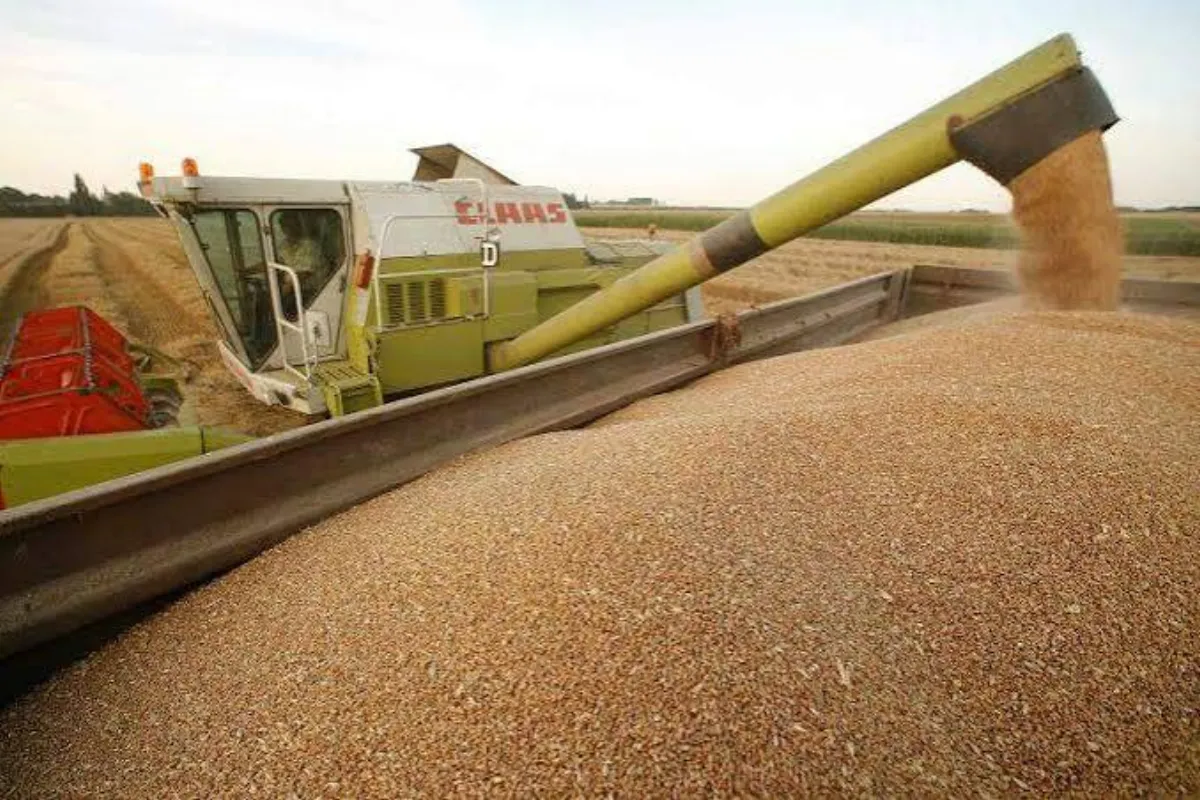 România are un an foarte bun la producția de grâu și porumb